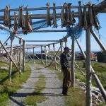 Cod drying in the Lofotens, Norway