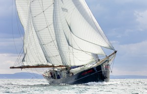The Wylde Swan
