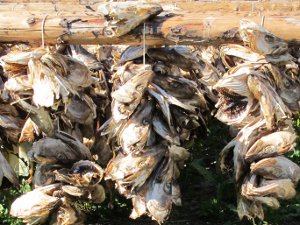 Fish heads drying in the Lofotens. Fish heads drying in the Lofotens.